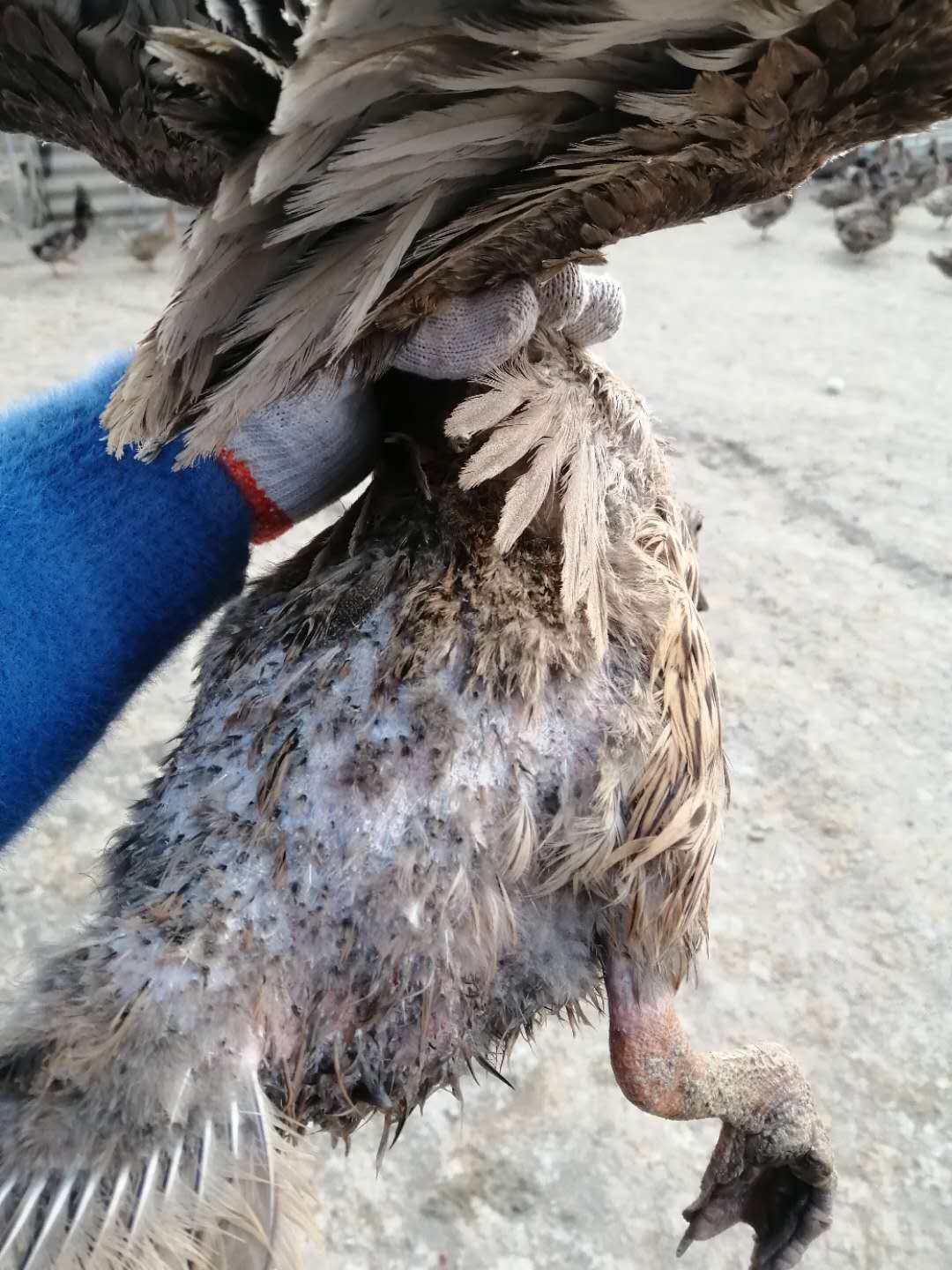 蛋鸭掉毛掉蛋该怎么解决,淋雨过后蛋鸭掉毛怎么补救最快
