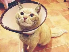 猫咪不谨慎受伤了,猫咪受伤不让碰怎么治疗