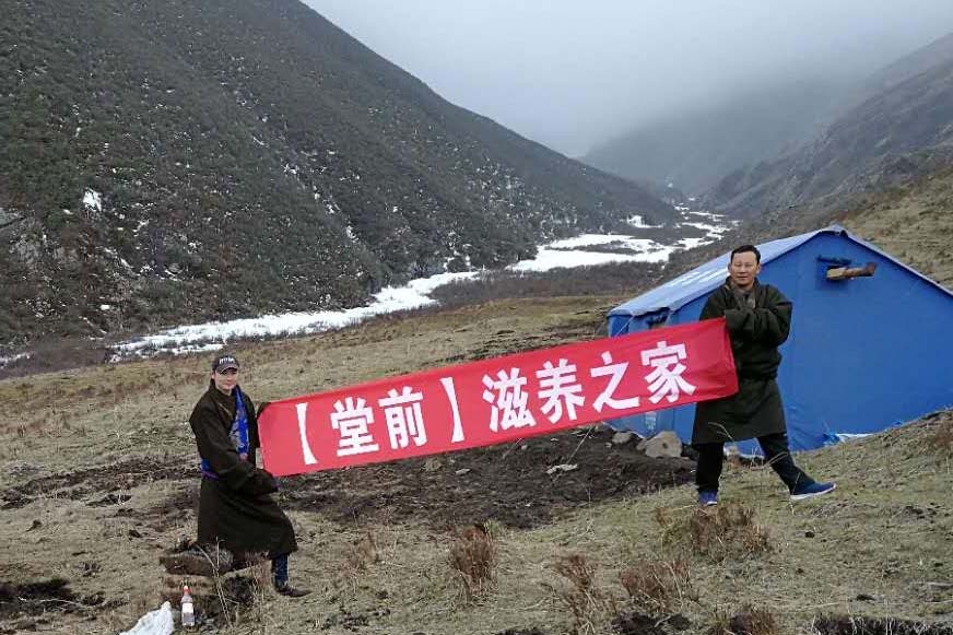 冬虫夏草与别的药物有冲突吗,冬虫夏草跟虫有什么瓜葛
