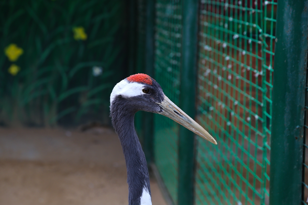 鸟类都会飞往南方过冬吗,鸟类全球迁徙