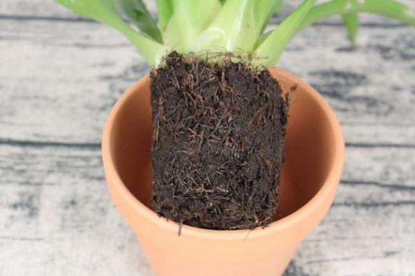 如何让鸿运当头长出新芽,鸿运当头怎么分侧芽