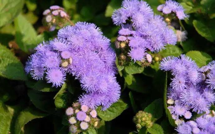 蓝紫色花系植物,蓝紫色系花境植物