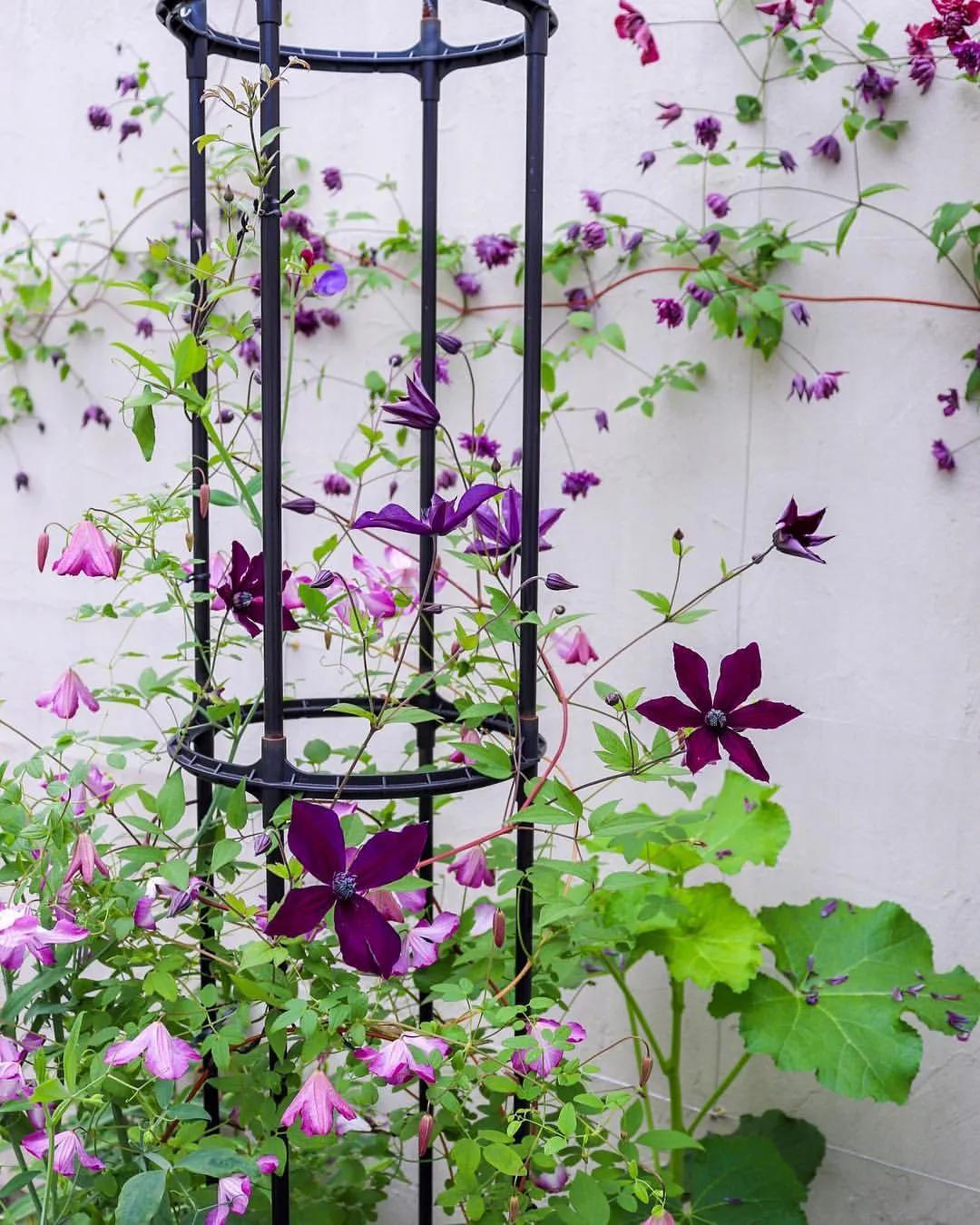 藤本植物皇后铁线莲,藤本皇后铁线莲品种