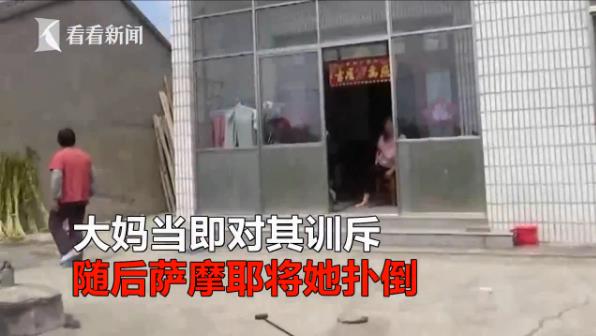 恶犬萨摩耶咬人被暴打,10岁小狗萨摩耶