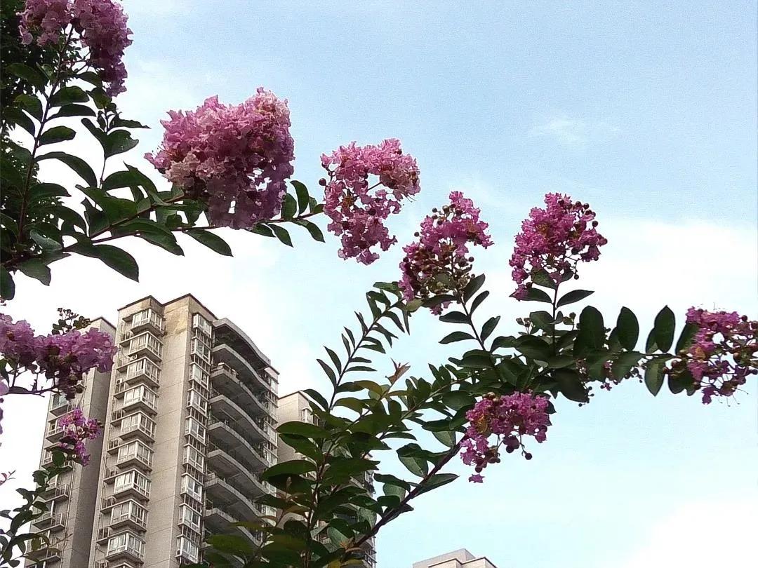 重庆四小金刚中学好不好,重庆四小金刚哪个高考成绩最好