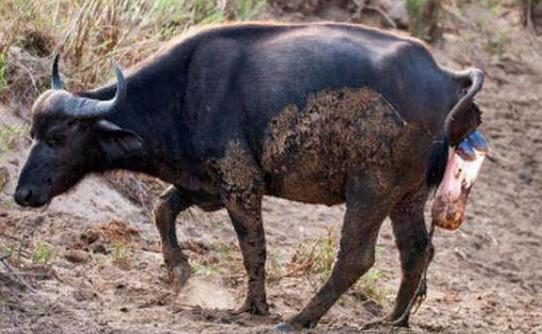母牛产后有炎症怎么治,母牛生小牛该怎么护理