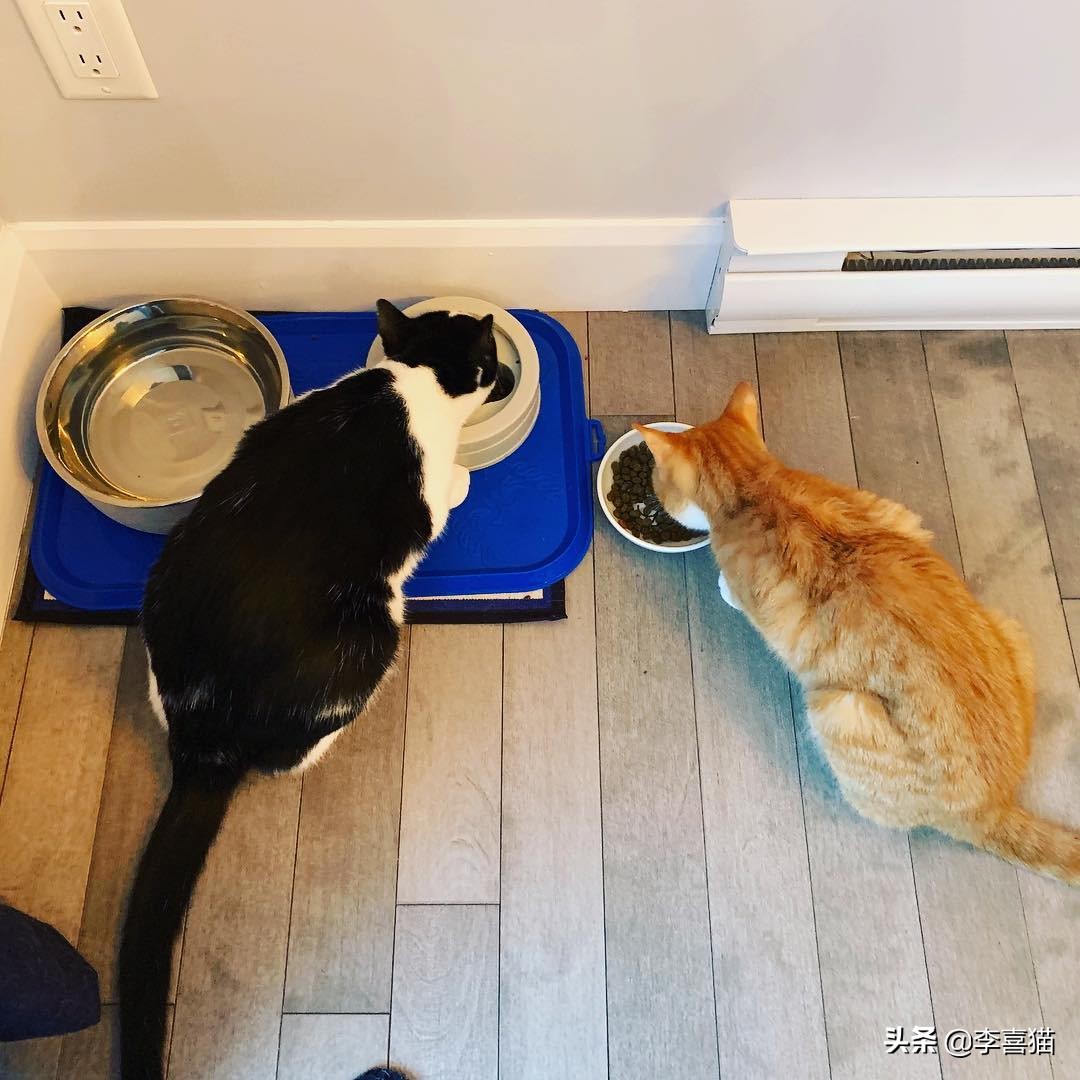 猫咪打架事件最新,近日铲屎官劝猫咪别打架