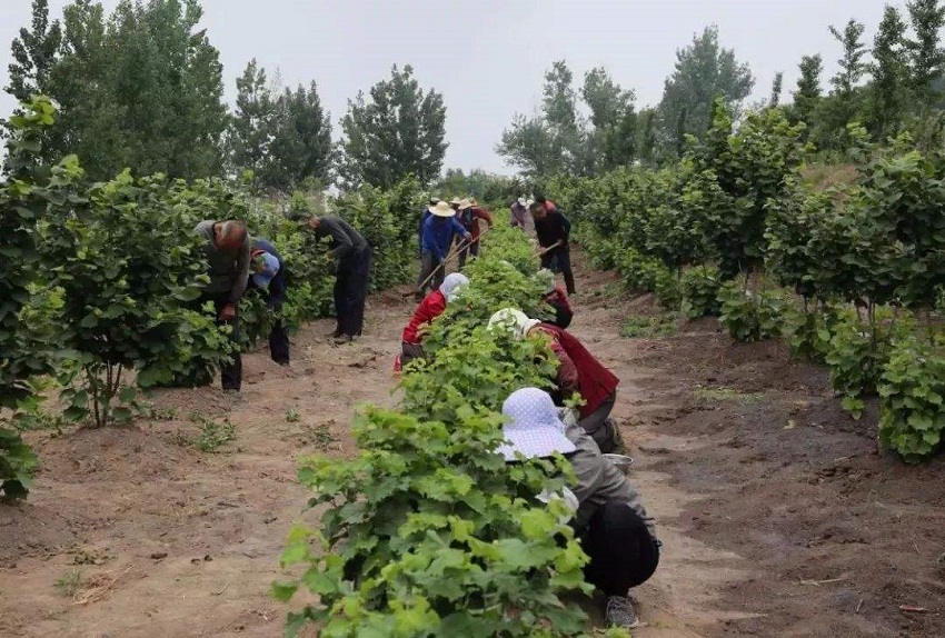 榛子怎么种植才能结果,大榛子种植要点