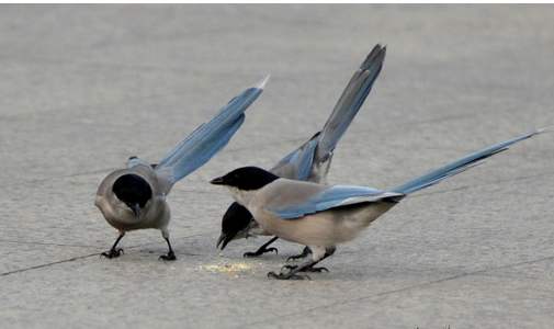 为什么喜鹊被称为报喜鸟呢,喜鹊是报喜鸟吗