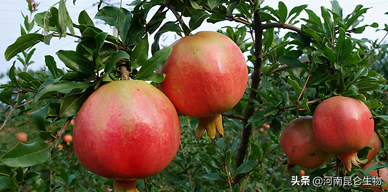 石榴烂根,石榴重茬根腐怎么办