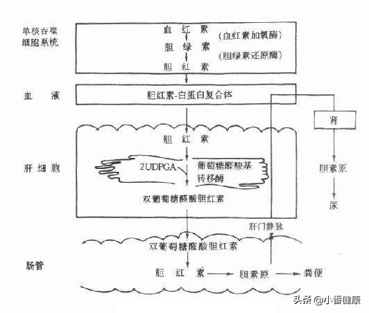 乙肝大三阳症状肝区疼痛,乙肝大三阳转变肝硬化的症状