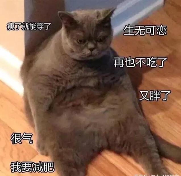 宠物猫粮甄选,宠物猫粮哪种最好