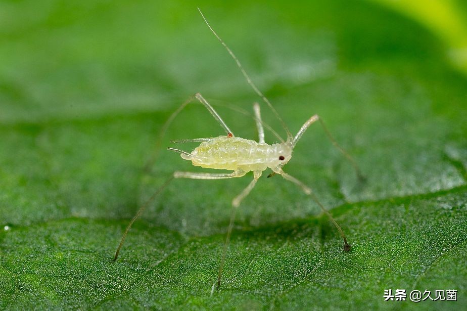两个卵子能孕育生命吗,两个卵子能不能生育