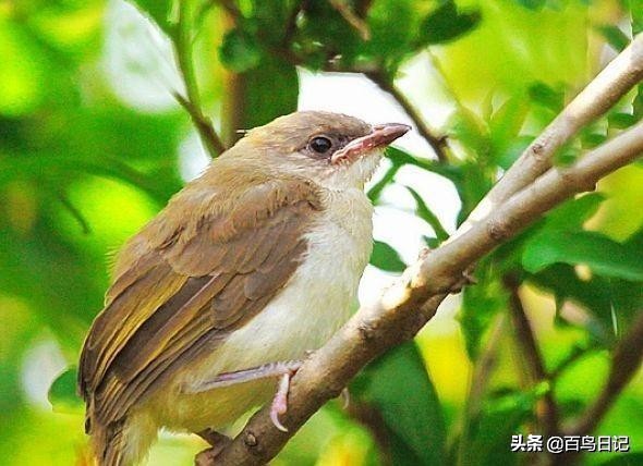 鸟类病菌,鸟类传播病菌厉害吗