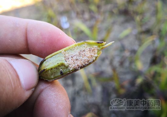 白芨的种植前景与高效栽培技术,种植白芨一亩地需要多少成本