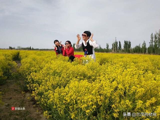 2022年焉耆板蓝根种植基地,新疆板蓝根花开了吗