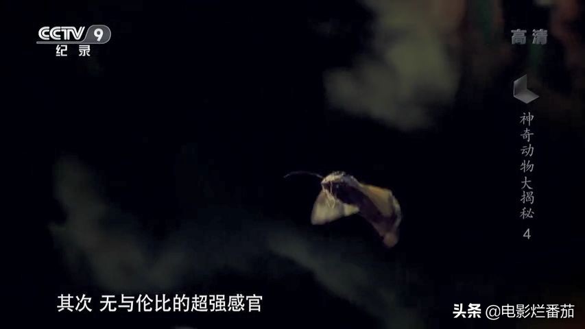 蝙蝠为什么是背锅侠,蝙蝠真实纪录片