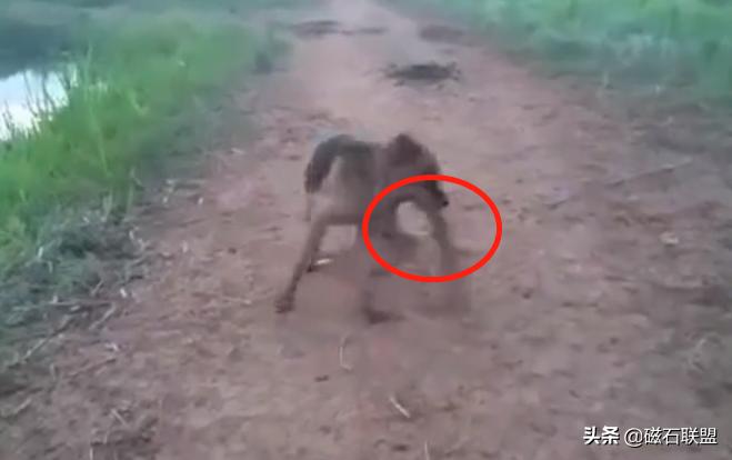 小土狗看到主人又抓又咬,土狗看到一只青蛙