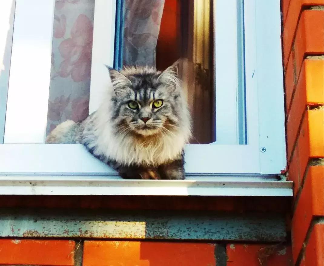 如何阻止猫咪在床上尿尿,猫咪总在床上尿怎么办