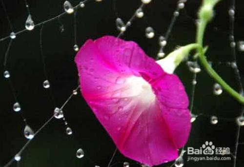 未婚得宫颈巧克力囊肿吗,未婚宫颈囊肿是什么原因引起的啊