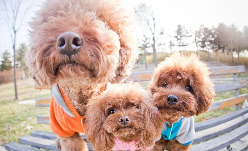 泰迪幼犬换牙关注事项,泰迪犬换牙吃硬狗粮能咬动吗