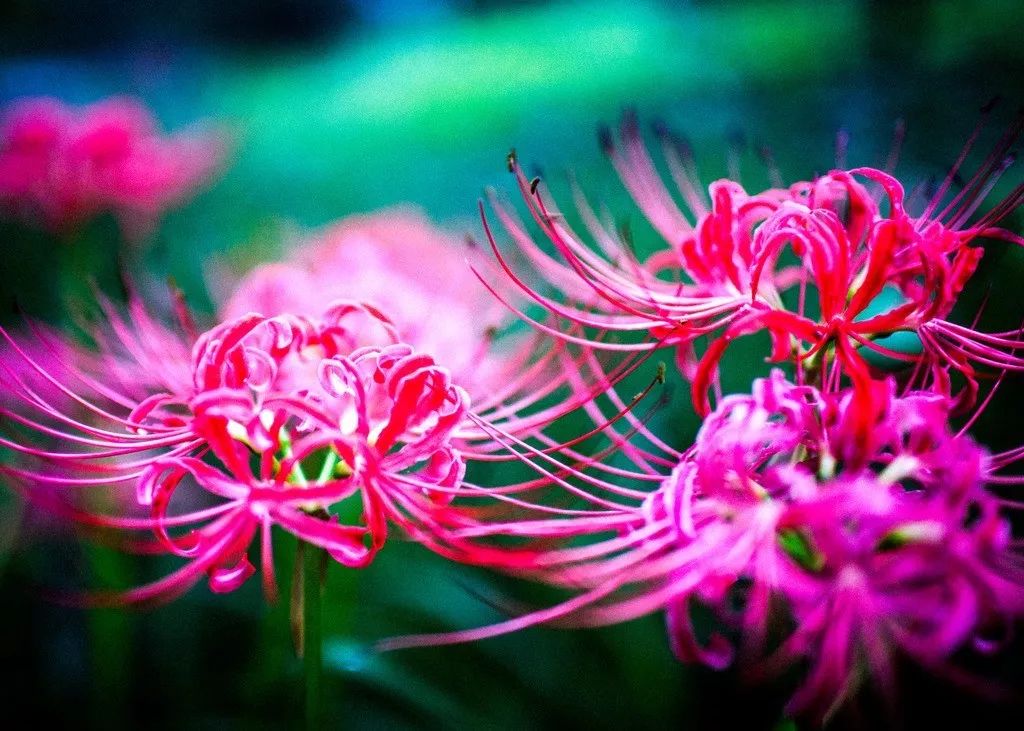 灵魂摆渡曼珠沙华的结局,灵魂摆渡的旁白曼珠沙华