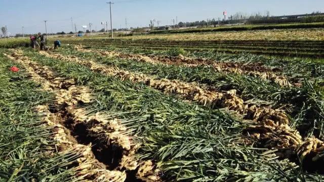 南方什么季节生姜施肥最好,生姜施肥过多怎么处理