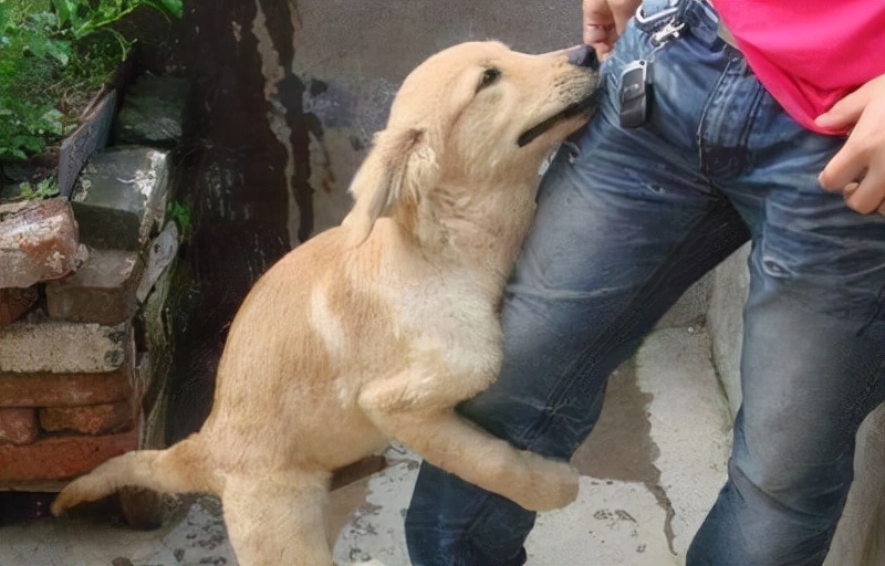 盘点“最娇气”的6种狗，耐心不够，建议别养