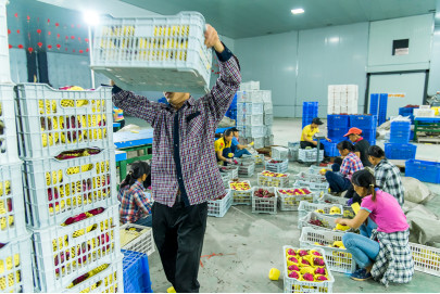 广西隆安火龙果产业核心示范区,隆安县火龙果助农扶贫