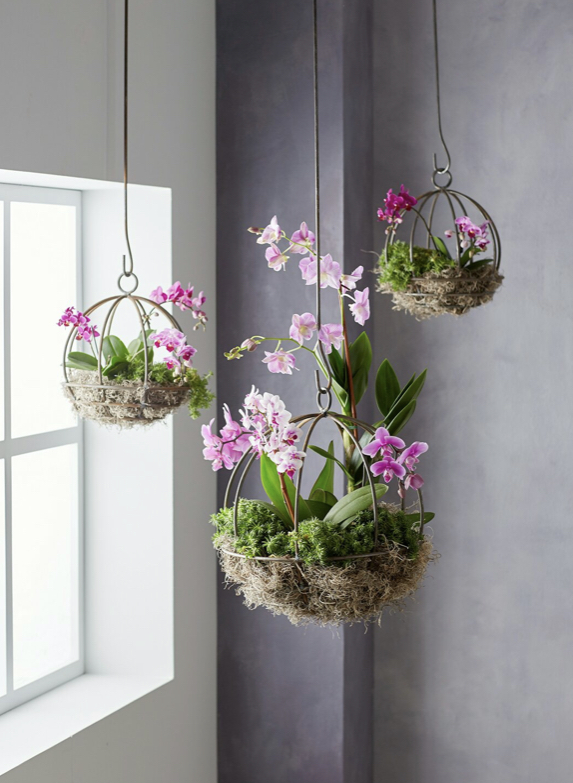 悬挂植物,好看独特的植物装饰