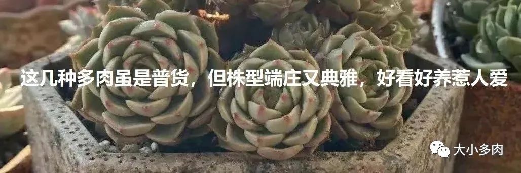 乒乓福娘锦的繁殖方法,乒乓福娘可以叶插繁殖吗