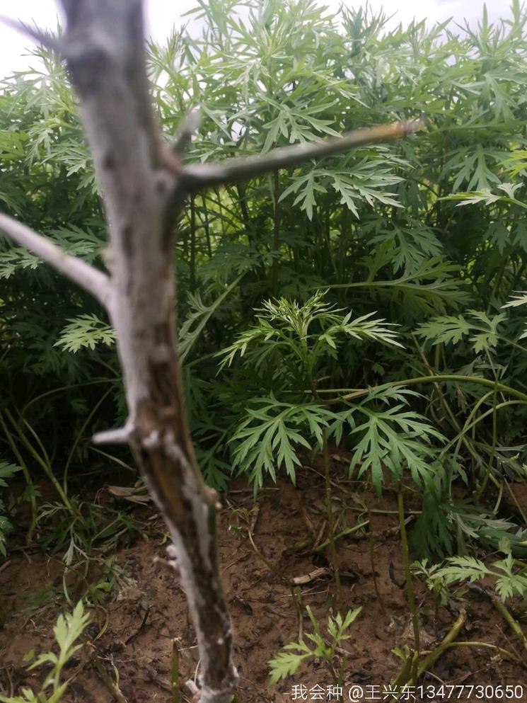 椪柑黄化病怎么治,杂柑腐烂病防治