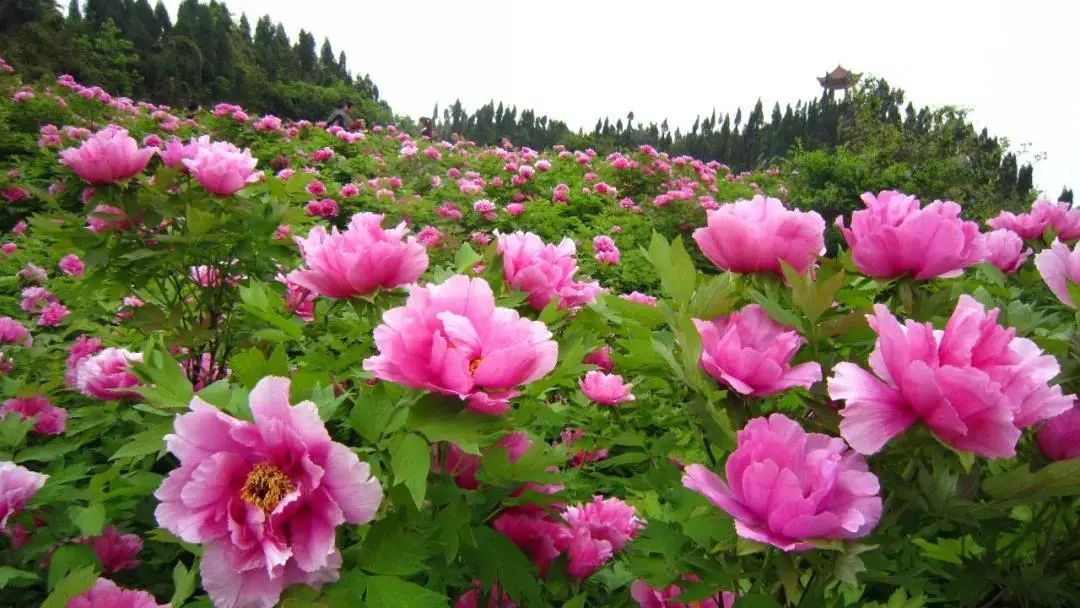 重庆五一冷门自驾,重庆出发自驾8日游攻略路线推荐