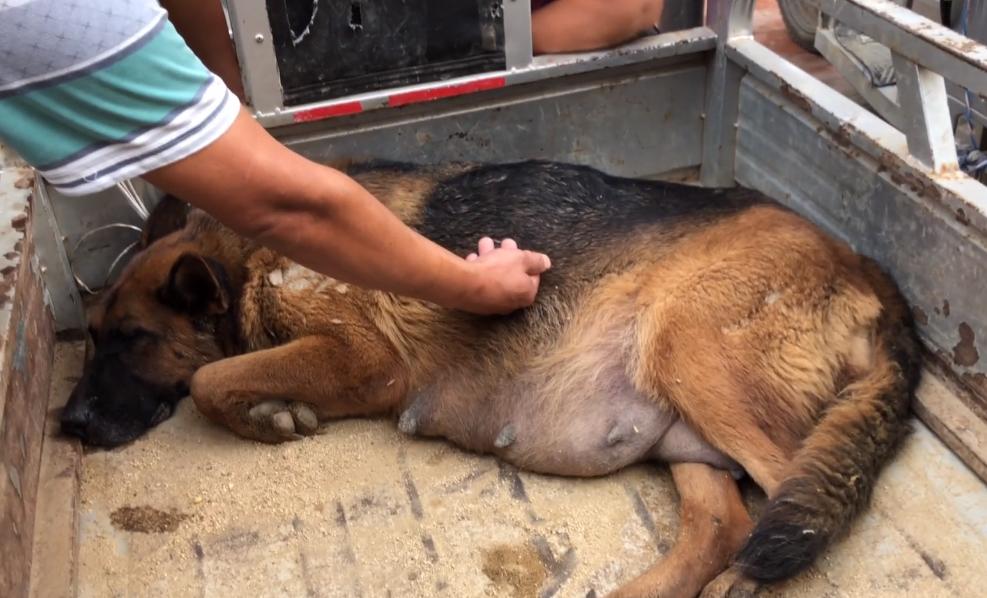 家养别人牵不走的狗,牵走别人家的德牧