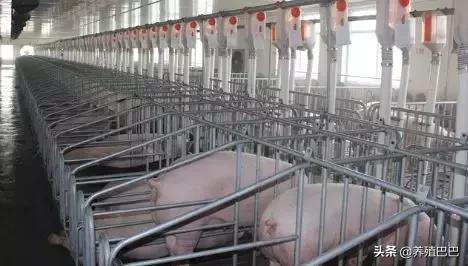 怀孕母畜禁用药及用药关注事项，养殖户可要牢记啊