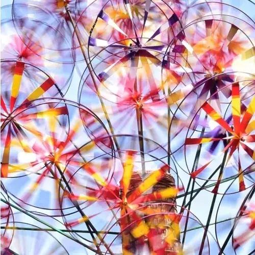 荷兰郁金香花海,不出北京游世界