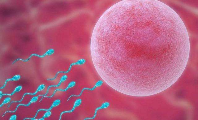 三代试管6枚胚胎成功率高吗,为什么取了10个卵只有4个囊胚