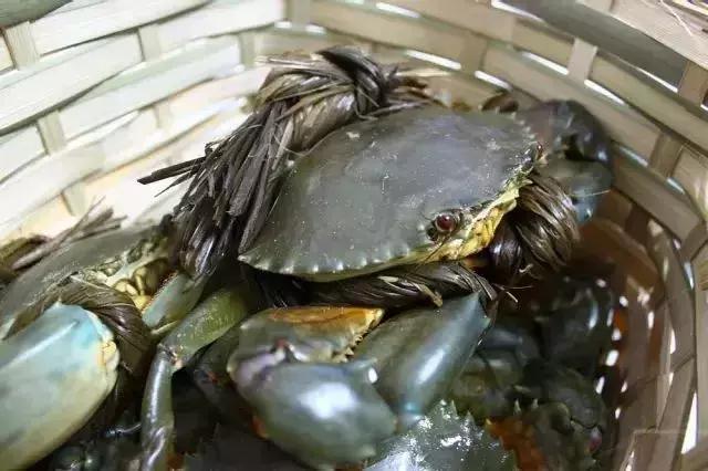 宁波一渔民整理海鲜大全,宁波最全的海鲜