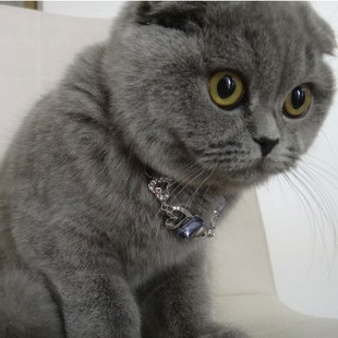 蓝猫上火买什么药,蓝猫总是上火怎么办