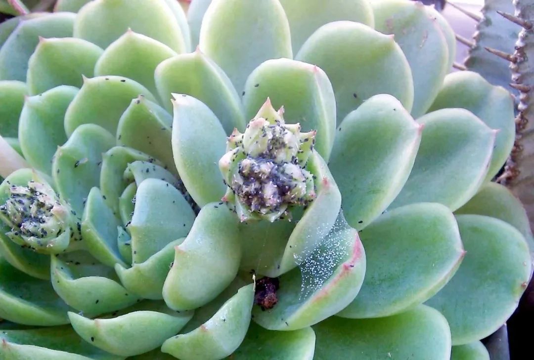 阳台种花有蚧壳虫怎么消灭,阳台上的花哪来的蚧壳虫