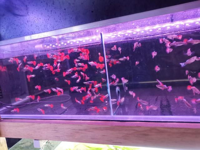孔雀鱼苗怎样长得最快,孔雀鱼苗养什么长得快