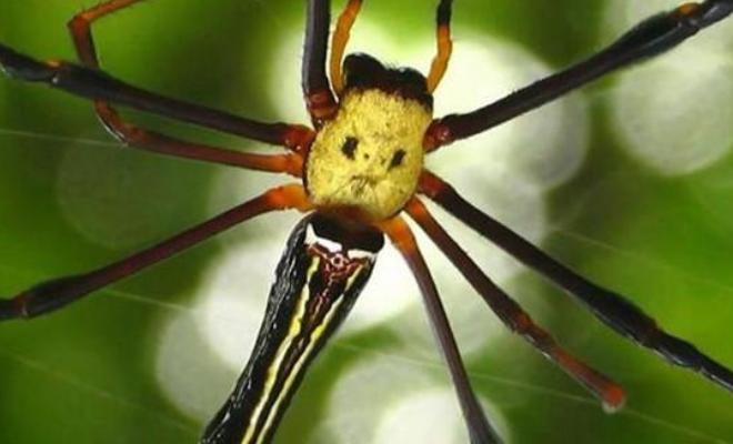 鬼吹灯神秘生物排行,鬼吹灯之怒晴湘西生物