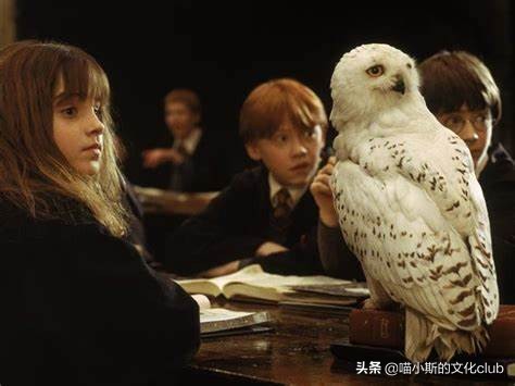哈利波特电影中真实的动物艺人,哈利波特里的动物艺人