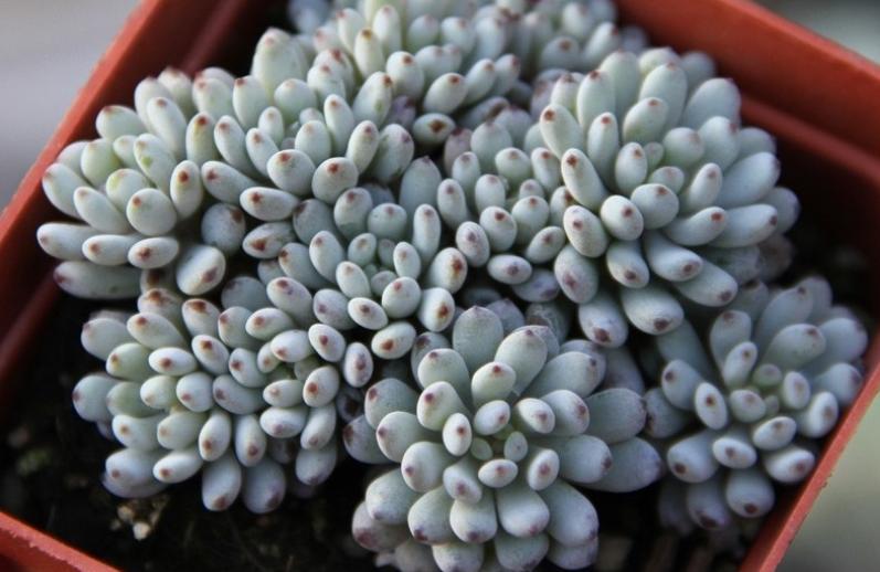 这6种多肉可不耐冻,这5种多肉植物繁殖快容易养