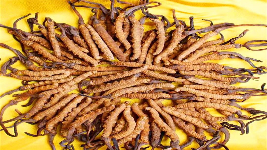 野生的冬虫夏草最便宜1克多少钱,冬虫夏草1克多少钱