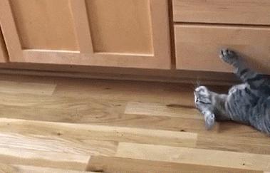 为啥猫猫拉完粑粑之后会疯跑,猫猫每次拉完屎就疯跑
