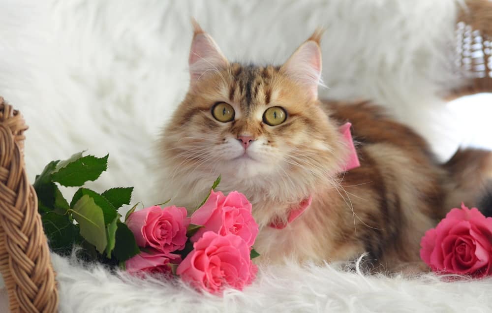 去除猫尿的洗涤方法,衣物去猫尿味最有效的方法