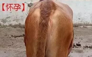 牛尾上的秘密，竟还能看出母牛怀没怀孕！