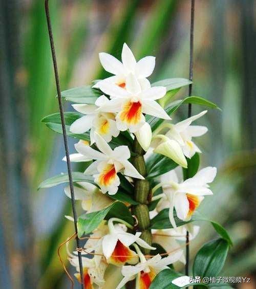 大智若愚的人生感悟句子,大智若愚的聪颖名言