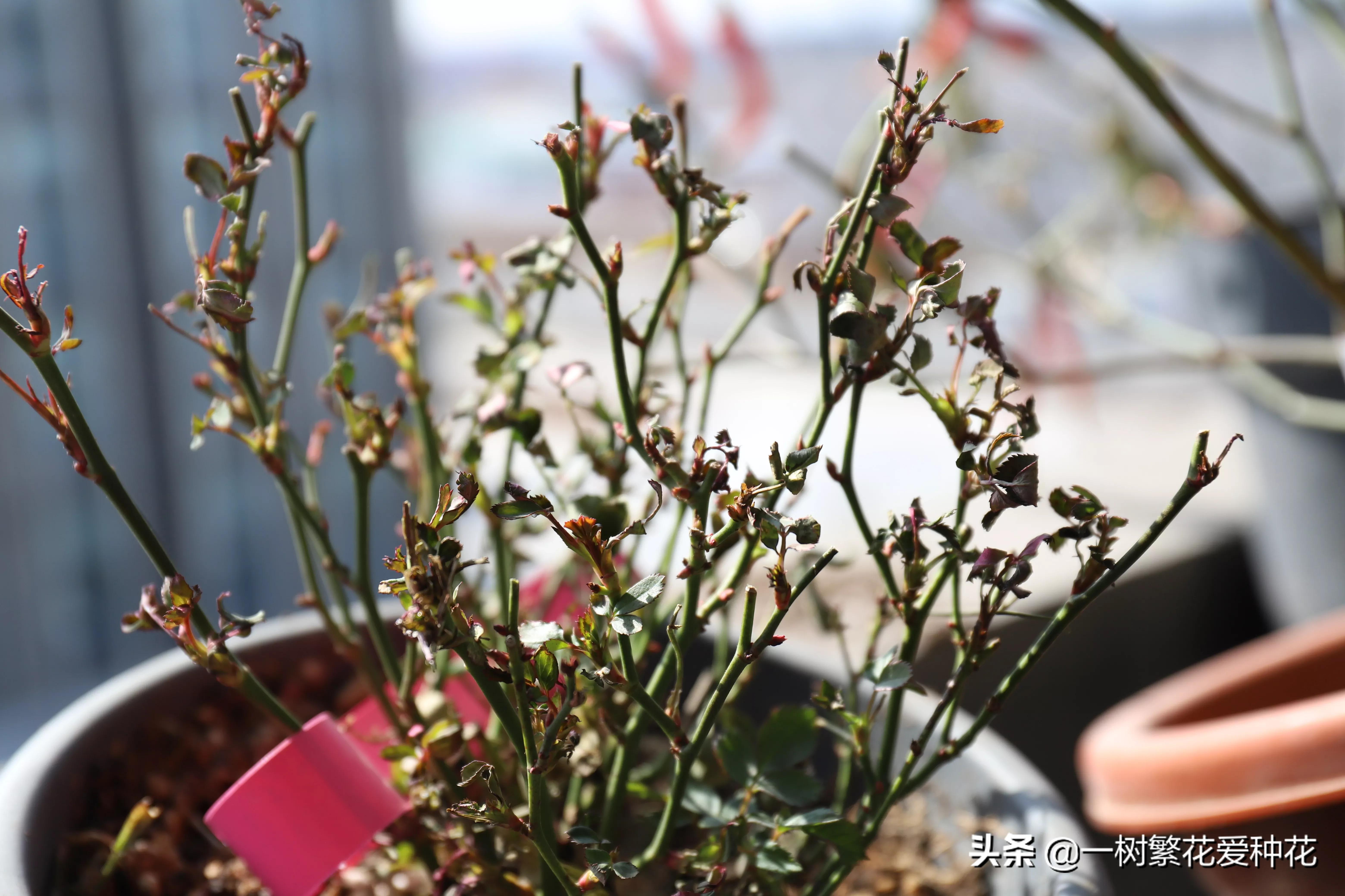 月季开花晒了太阳蔫了补救,月季叶子枯萎像缺水了一样